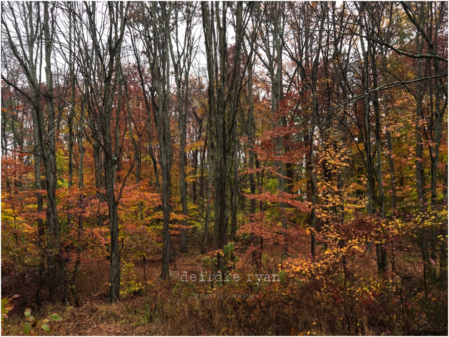 Delaware Canal,Olympus OM-D E-M5 MARK II,PA,Photo By Deirdre Ryan Photography www.deirdreryanphotography.com,autumn,fall,foliage,mirrorless camera,path,trees,