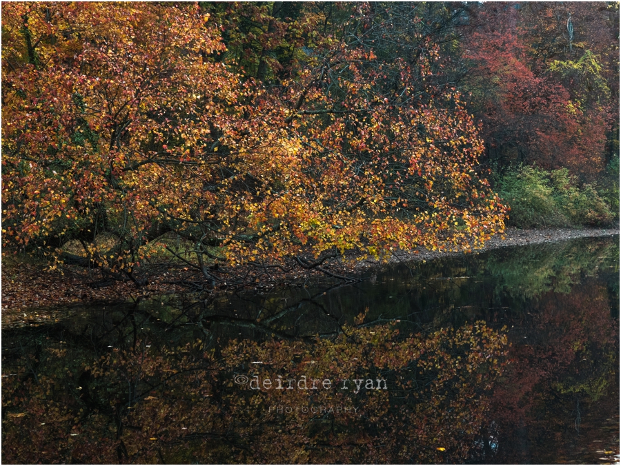 Delaware Canal,Olympus OM-D E-M5 MARK II,PA,Photo By Deirdre Ryan Photography www.deirdreryanphotography.com,autumn,fall,foliage,mirrorless camera,path,trees,