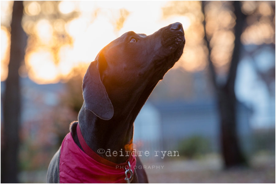 Bordentown Township,Great Dane,Photo By Deirdre Ryan Editoral and Commercial Photography,autumn,dog portrait,fall,golden hour,puppy,sunset,