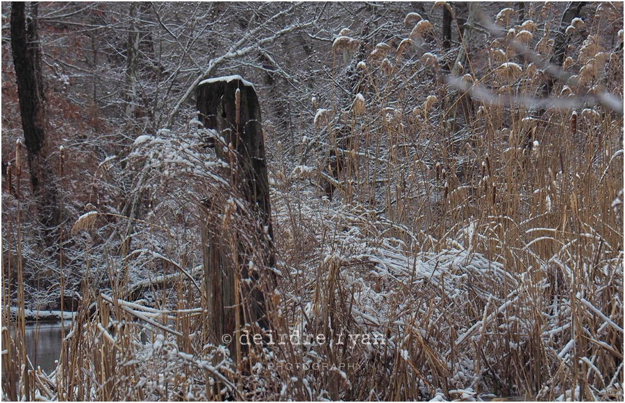 Black's Creek,Bordentown,NJ,Winter,2018,ice,snow,winter lace,Deirdre Ryan Editorial and Commercial Photography,New Jersey,Olympus OM-D E-M5 Mark II,Olympus 14-150mm f4-5.6 II Weather Sealed (Micro Four Thirds),lens,