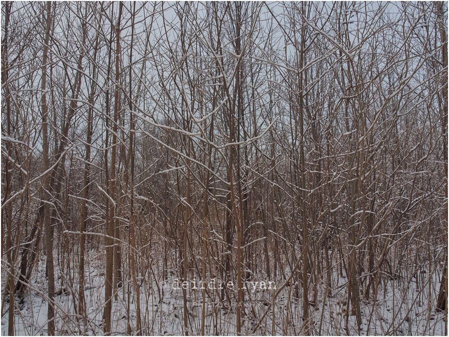 Black's Creek,Bordentown,NJ,Winter,2018,ice,snow,winter lace,Deirdre Ryan Editorial and Commercial Photography,New Jersey,Olympus OM-D E-M5 Mark II,Olympus 14-150mm f4-5.6 II Weather Sealed (Micro Four Thirds),lens,