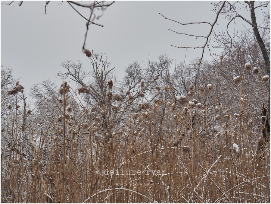 Black's Creek,Bordentown,NJ,Winter,2018,ice,snow,winter lace,Deirdre Ryan Editorial and Commercial Photography,New Jersey,Olympus OM-D E-M5 Mark II,Olympus 14-150mm f4-5.6 II Weather Sealed (Micro Four Thirds),lens,